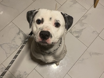 Dalmatian - Meet this amazing 1-year-old Dalmatian and Labrador Retriever mix, a joyful, loyal, and energetic D  available for adoption in Alexandria