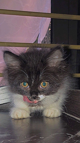 Persian (Modern) – white and black Persian cat