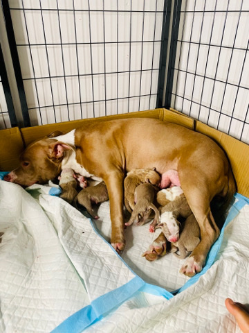American Pit Bull Terrier – XL Bully Puppies!