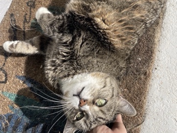 Russian White, Black and Tabby – ***Rehoming*** – Fort Myers