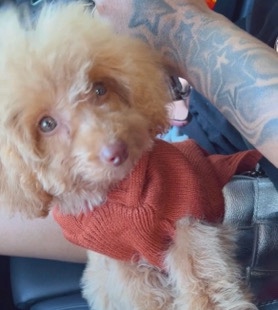 Poodle – toy poodle