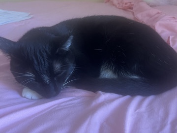 American Shorthair – Black Short Hair Cat - Rocko – Kennesaw