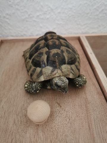 Any – hermann's tortoise