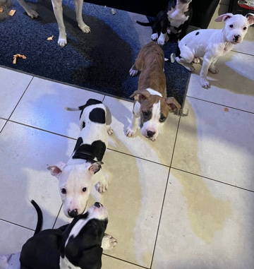 American Bulldog – American bulldog/ bully mixed
