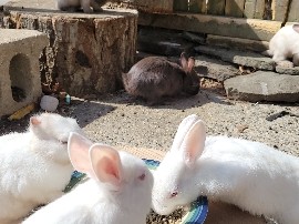 Florida White – Baby Bunnies – Port Jefferson Station