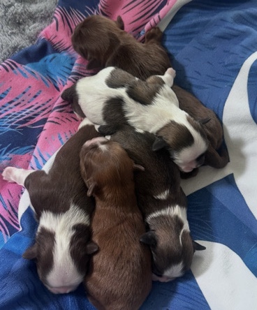 Shih Tzu – shihtzu puppies girls and boys – Endicott
