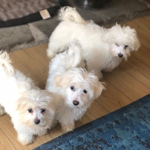 Maltese – Sweet baby Maltese babies available