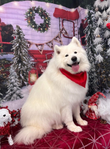 Samoyed – Skyla
