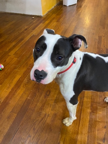 American Staffordshire Terrier – staffordshire terrier