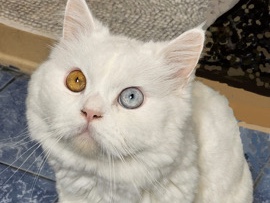 Persian (Modern) – 🐱 Beautiful White Persian × Turkish Angora Cats Looking for a Loving Home 🐱 – Dubai