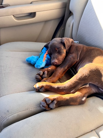 Doberman Pinscher – Doberman Puppy