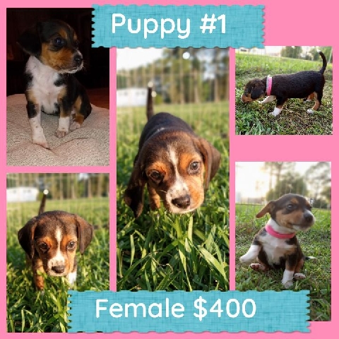 Beagle – Beagle Puppies