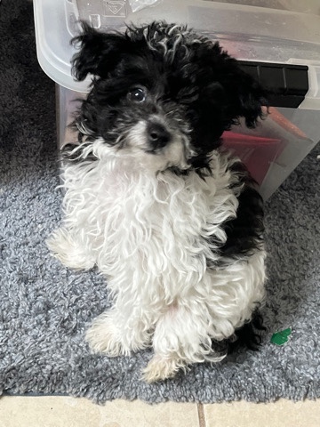 Maltese – Puppy for sale