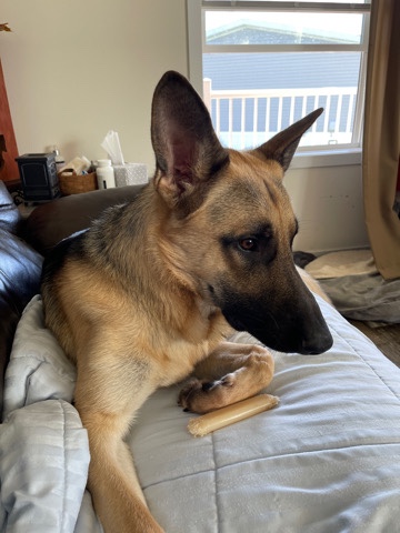 German Shepherd – German Shepherd