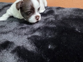 Yorkshire Terrier – Beautiful Parti Yorkie boy available – Guadalupe