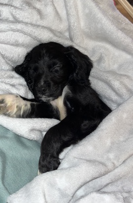 14 week cockapoo female