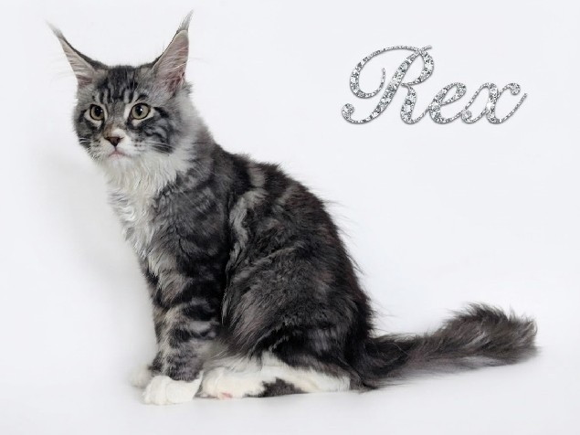 Maine Coon – MajestiPaws Rex | TICA Registered | Champion Sired – Greater London