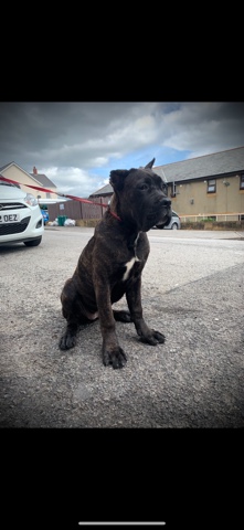 Cane Corso – cane corso