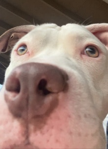 American Pit Bull Terrier – Dog for rehoming