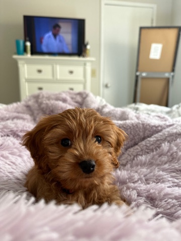 Adorable f1 male cavapoo puppy.