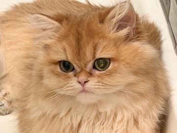 British Longhair – British long hair – McLean