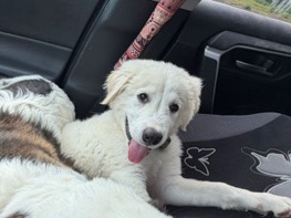 Great Pyrenees – Adorable Great Pyrenees Puppy – 2 Months Old – Lake Hallie
