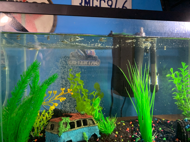 Guppies – Baby guppies