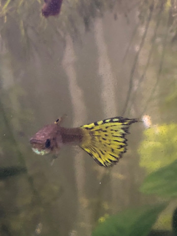 Guppies – alevines de guppys