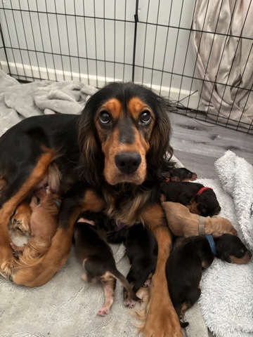 English Cocker Spaniel – cocker spaniel puppy’s