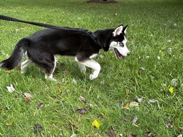 Siberian Husky – Ice , Husky