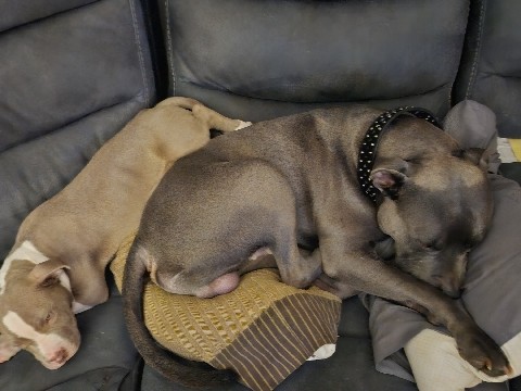 American Pit Bull Terrier – puppies for sale – Pittsburgh