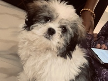 English Setter – Lhasa male dog