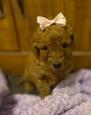 Poodle – miniature red poodles
