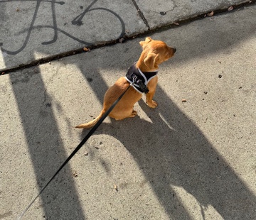Chihuahua – I'm selling Chihuahua puppy