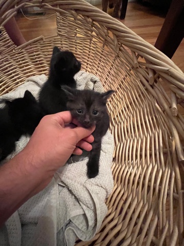 Bombay – black/ gray kittens 5 weeks