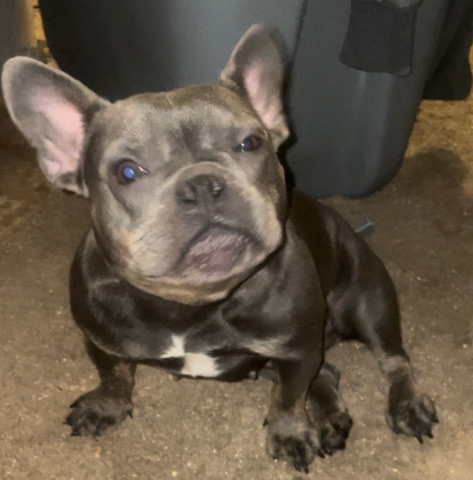 French Bulldog – frenchie
