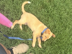 red healer mixed with a yellow lab – Senatobia