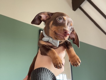 All - chiweenie pup for sale  available for adoption in Birmingham