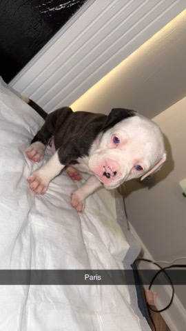 Bulldog – Alapaha Blue Blood Bulldog Puppies for sale