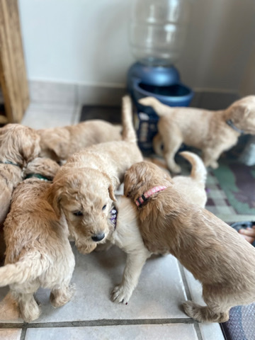 Golden Retriever – Goldendoodle Puppies
