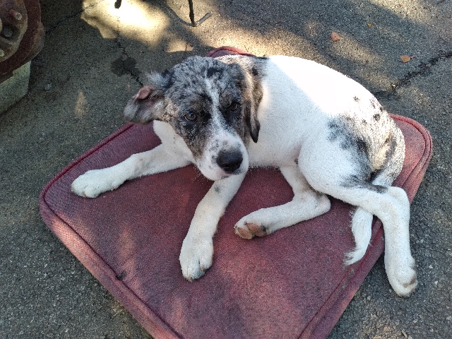 American Cocker Spaniel – Dad's a German Shepherd