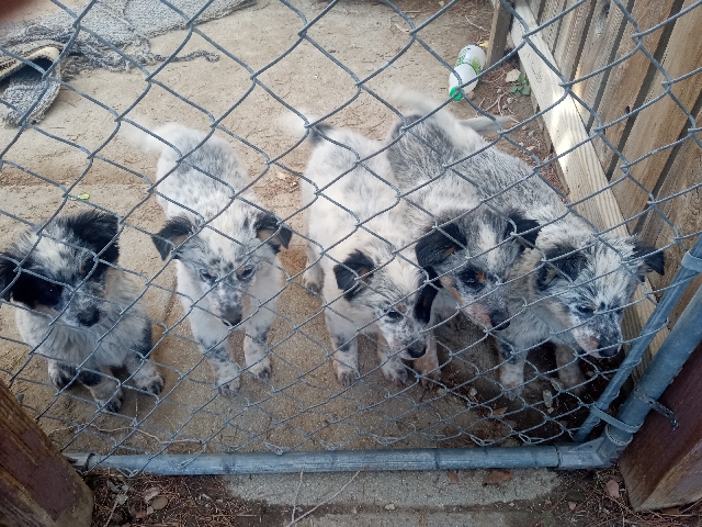 Australian Cattle Dog – cattle puppies Australian heeler
