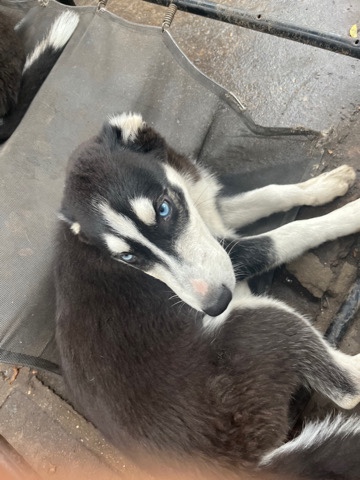 Siberian Husky – Husky Puppies (Female)