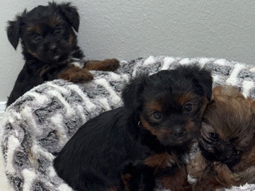 Yorkshire Terrier – YorkiePuppiesForSale – Orlando