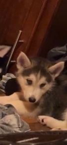 Siberian Husky – purebred husky puppy