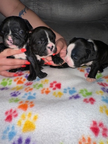 French Bulldog – Purebred French Bulldogs