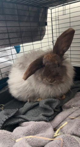 French Angora – Bunny for Rehome !
