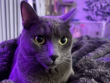 Russian Blue 
