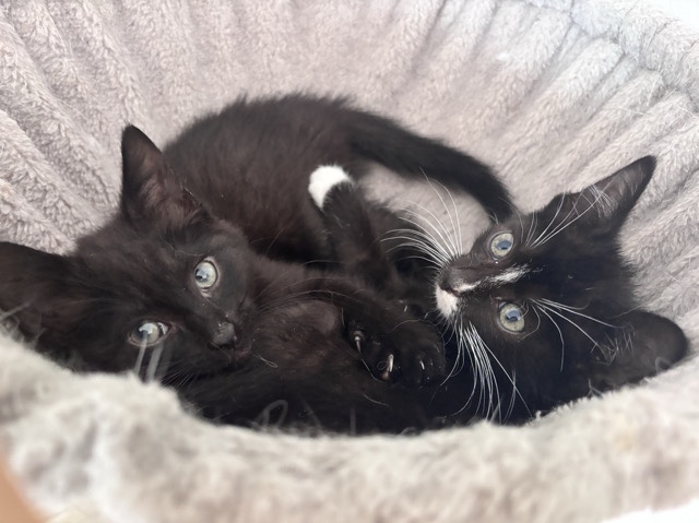 European Shorthair – Babykatzen aus Rettung suchen liebevolles Zuhause – Kaltenkirchen