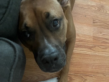 Boxer – Aries the Boxer mix – Cleburne